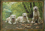 Coloured photograph on canvas in the authorīs frame, 40 x 60 cm, photo by Lubos Ton